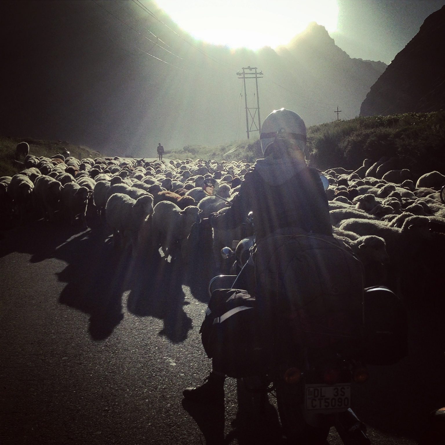 inde himalaya en moto  mouton lahaul