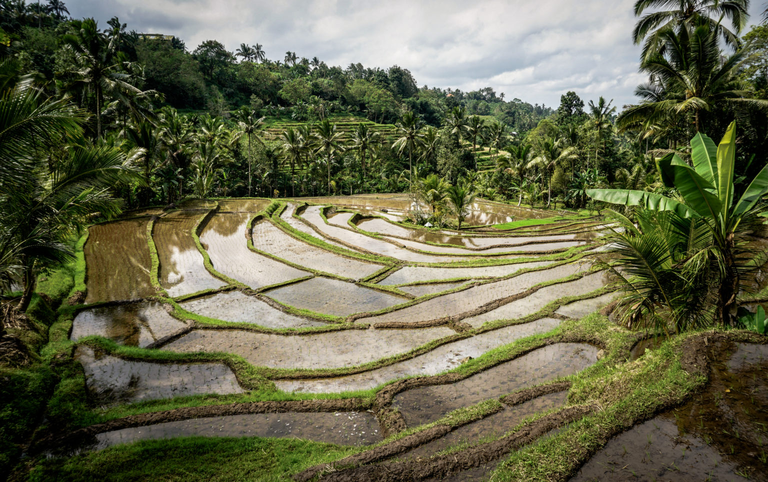 riziere indonesie bali