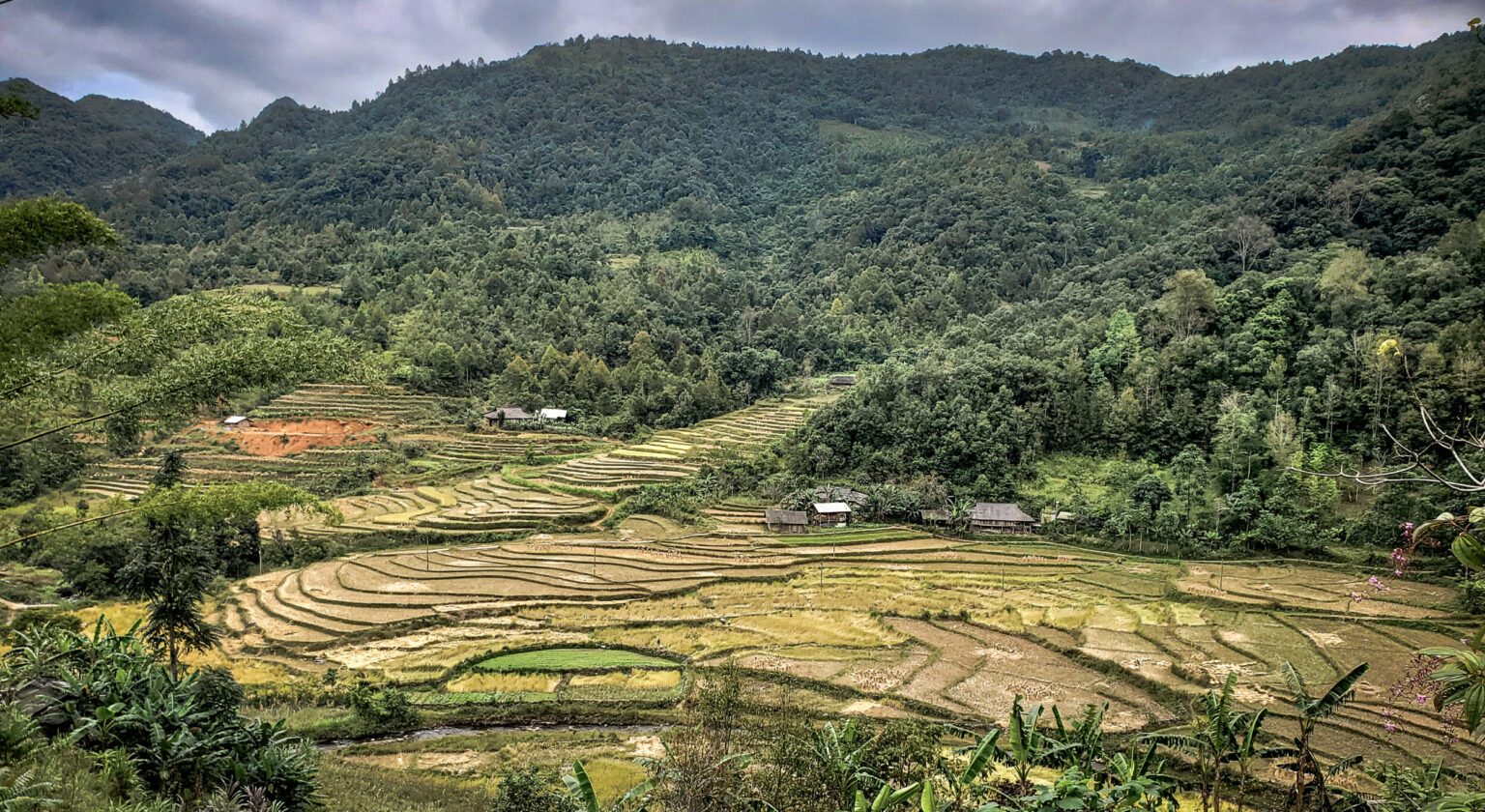 vietnam paddy field