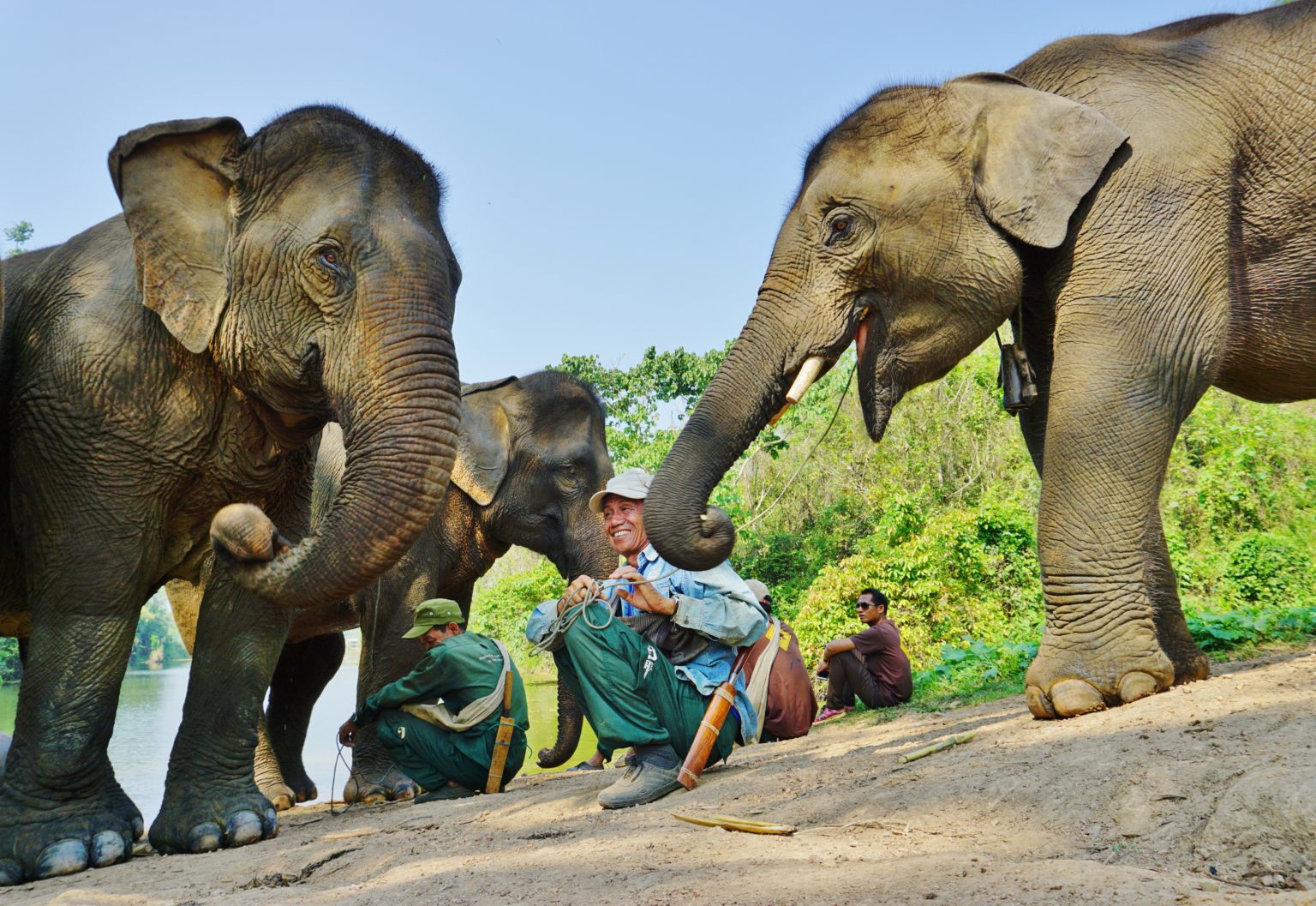 éléphants laos