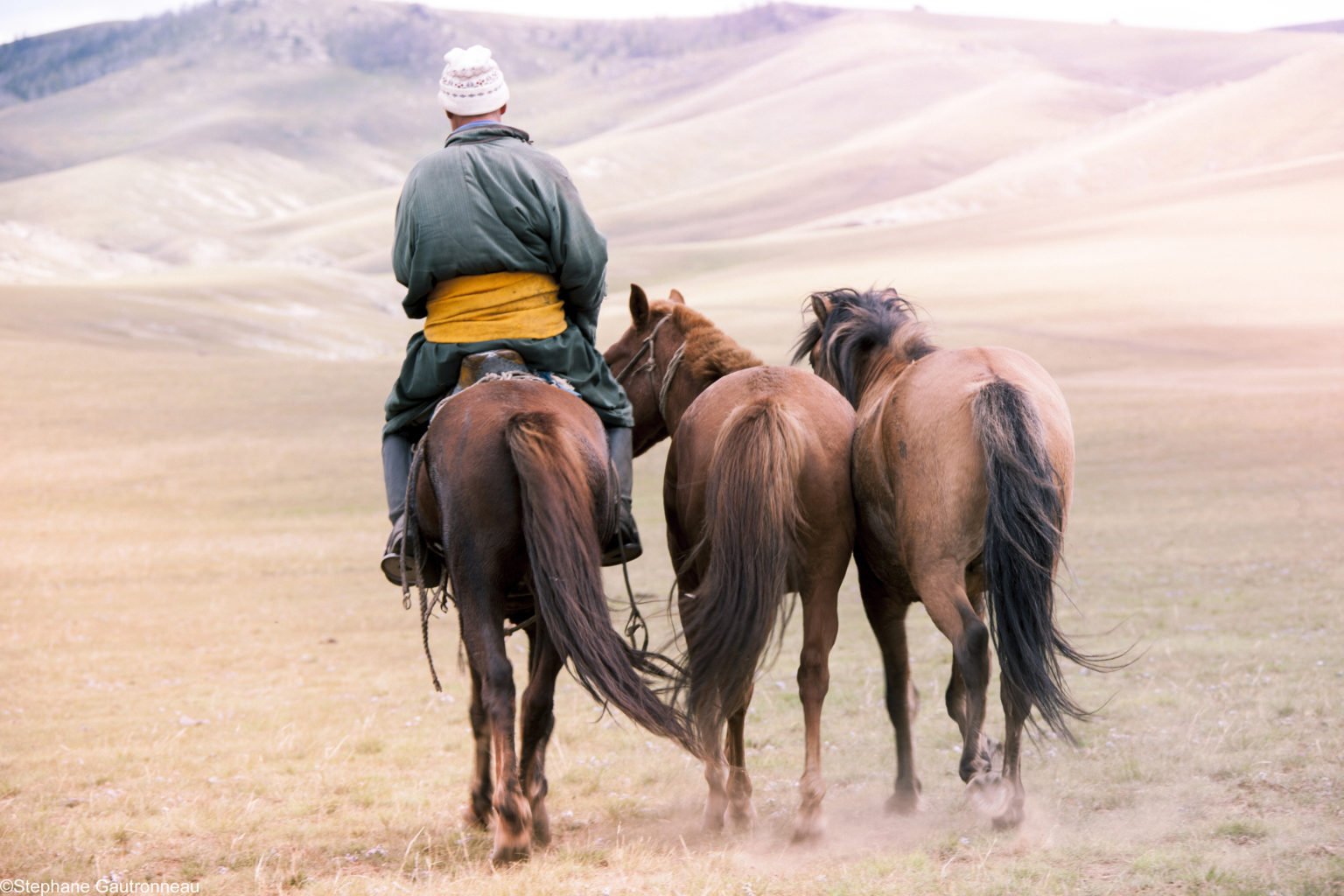 cheval en mongolie