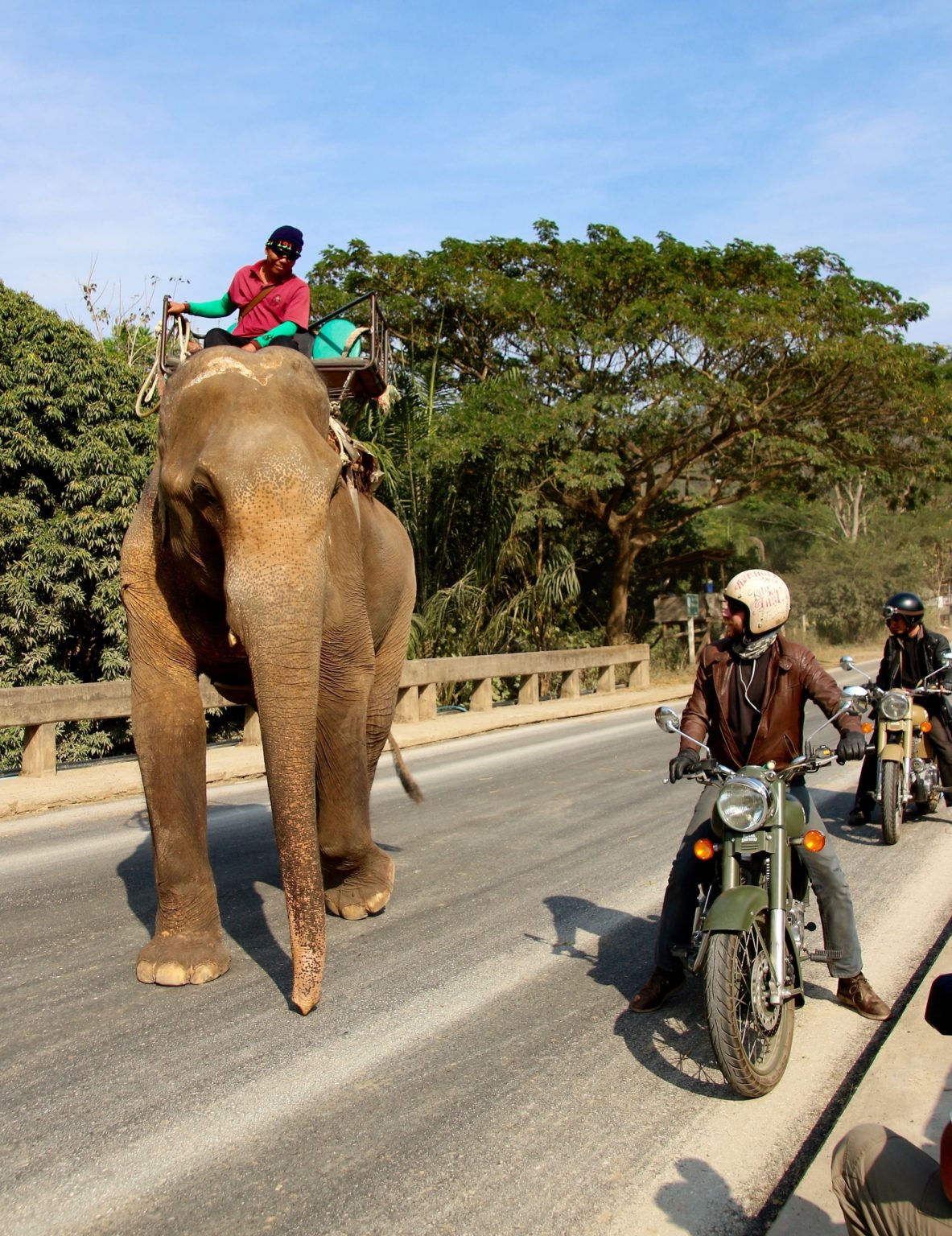 observation éléphant en moto